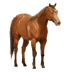 Cavalo