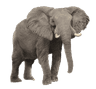 Elefante